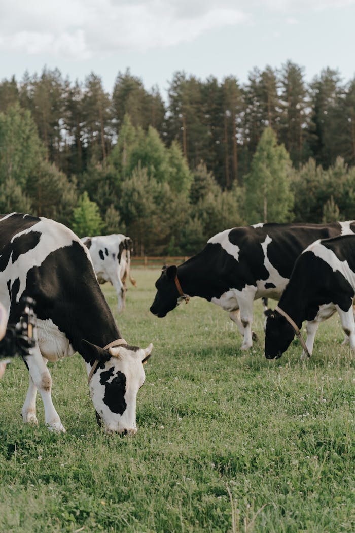 Black and white dairy cows grazing in a lush green meadow, surrounded by forest.