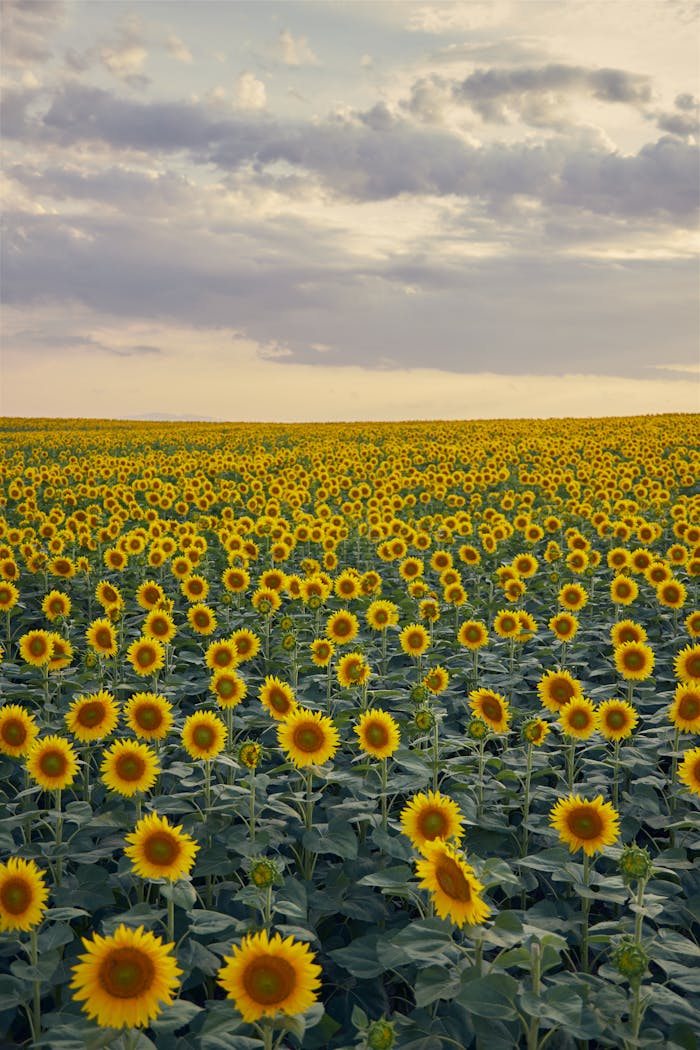 team-03 A beautiful sunflower field stretching to the horizon under a dramatic sunset sky.